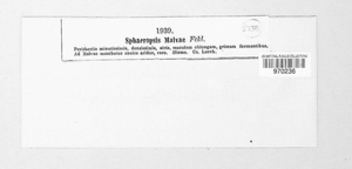 Sphaeropsis malvae image